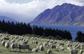 Rural land fragmentation reshapes livestock infrastructure demand