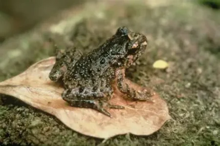 Hidden Law Change Threatens Coromandel Protections