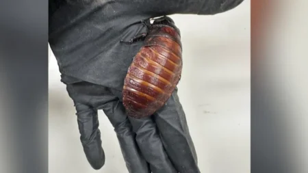 Giant hissing cockroaches among $200,000 worth of illegal insects seized in Australia