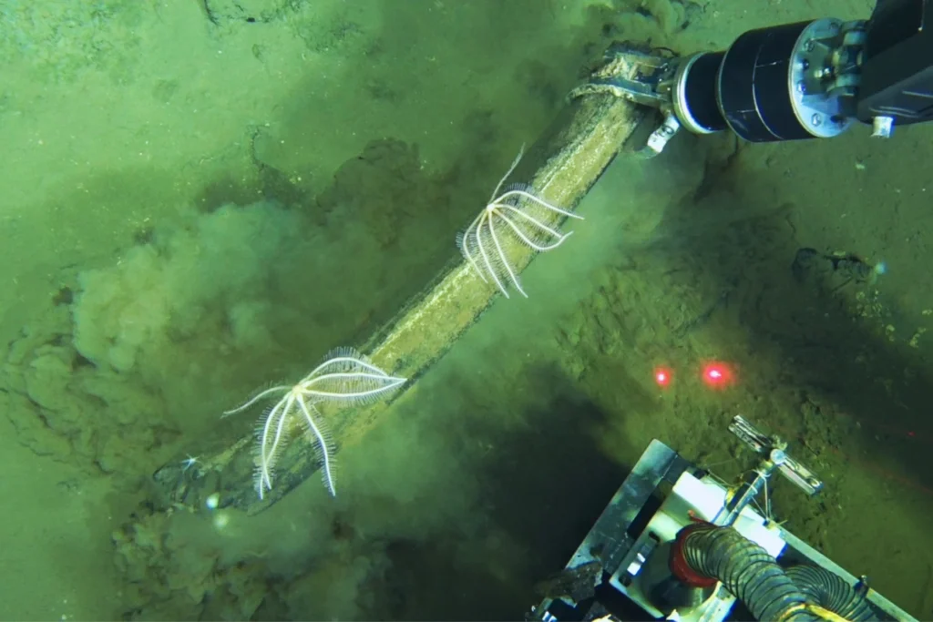 What Scientists Discovered at the Site of a Whale Graveyard
