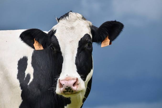 Dairy Exports Set to Reach $31 Billion by 2030, MPI Predicts Dairy exports